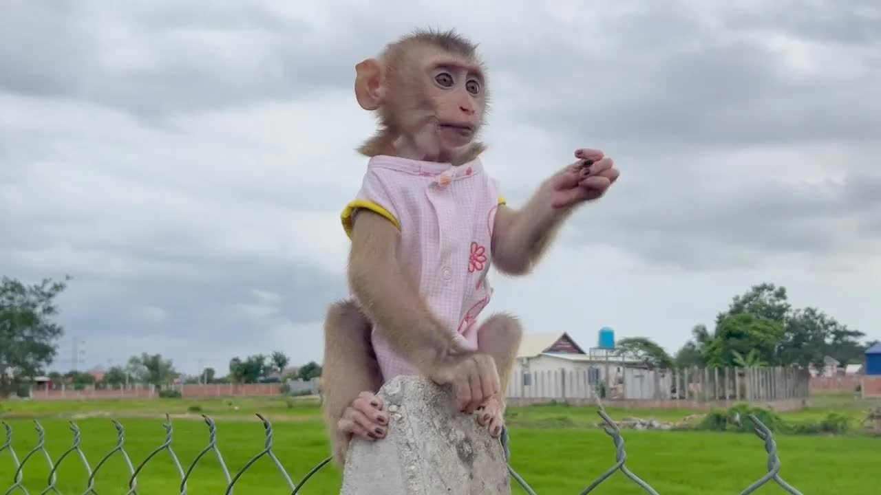 Baby DAM Very Peaceful Eanjoyable Play Outdoor In Evening