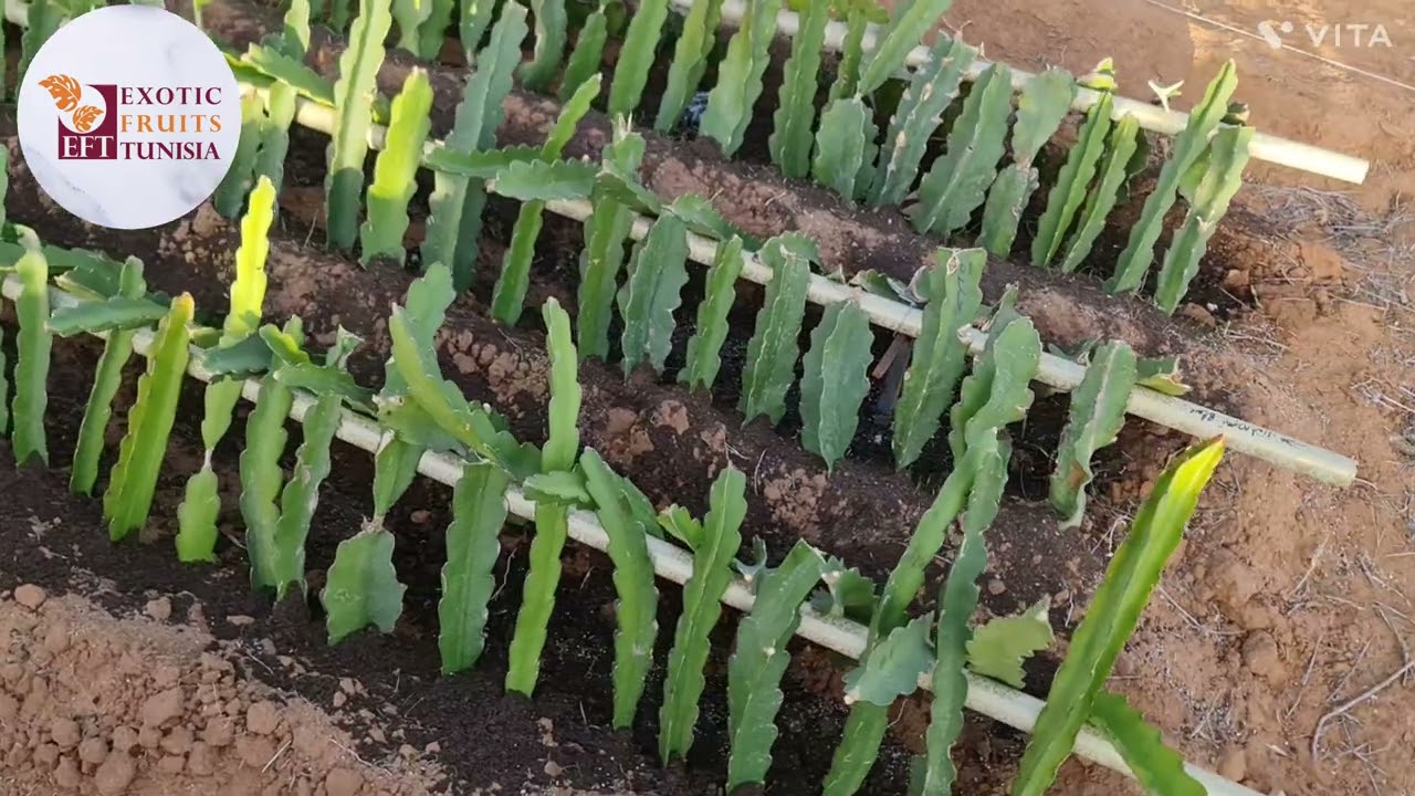 @efttunisia ماذا يجب فعله بعد الحصاد