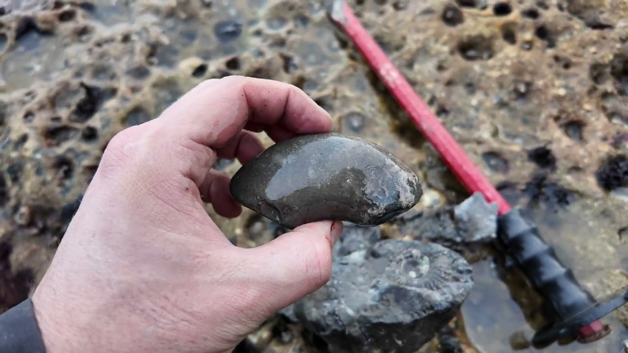 One last hunt for fossils in Ravenscar in 2024