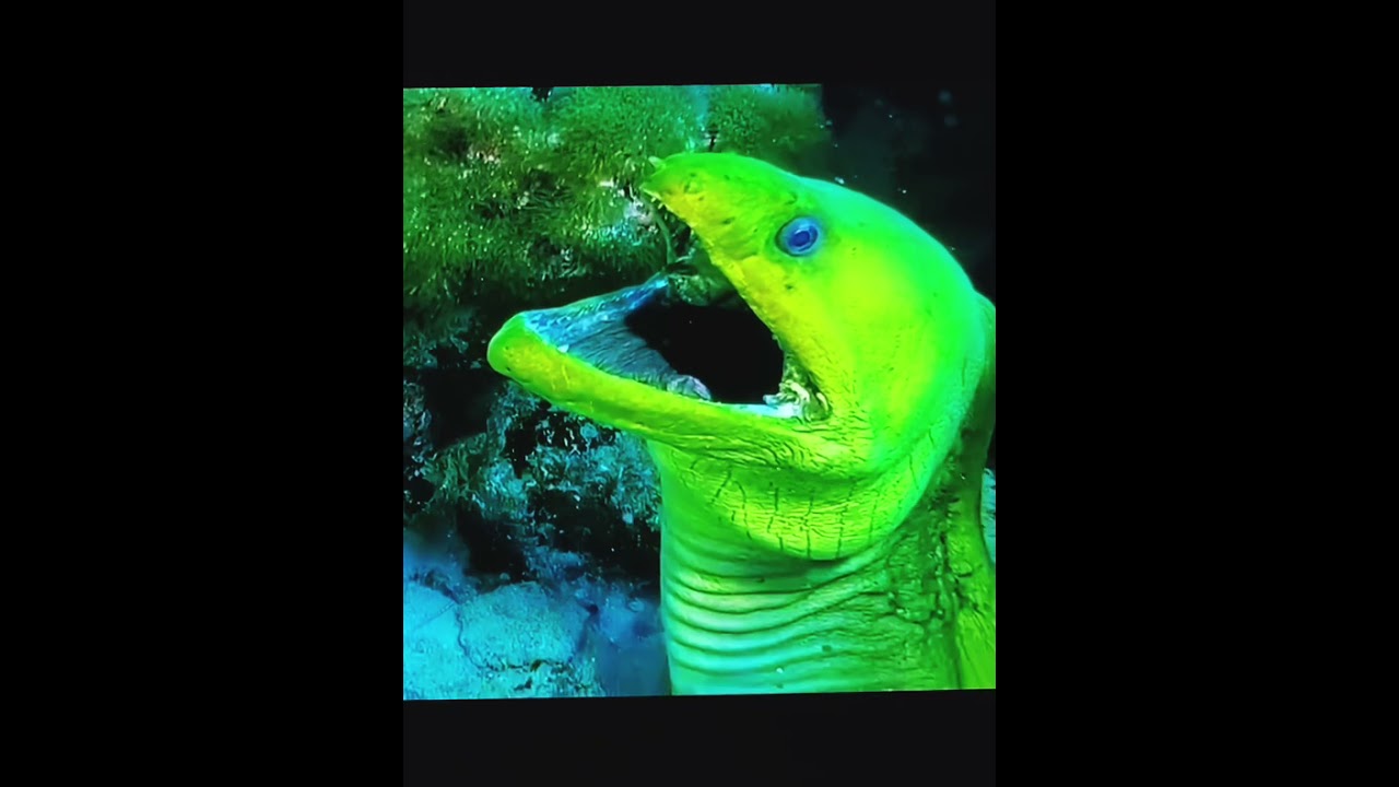 Green Moray Eel!