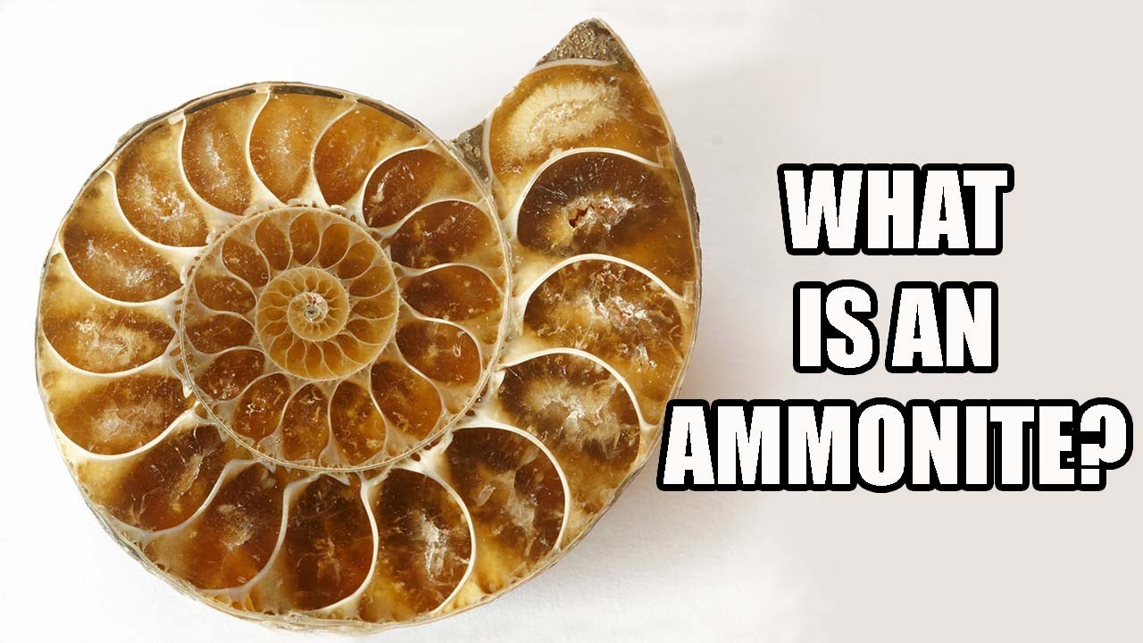 Что такое аммониты?