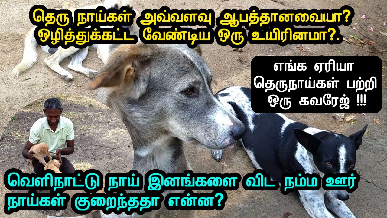தெரு நாய்கள் அவ்வளவு ஆபத்தானவையா?. ஒழித்துக்கட்ட வேண்டிய ஒரு உயிரினமா?.