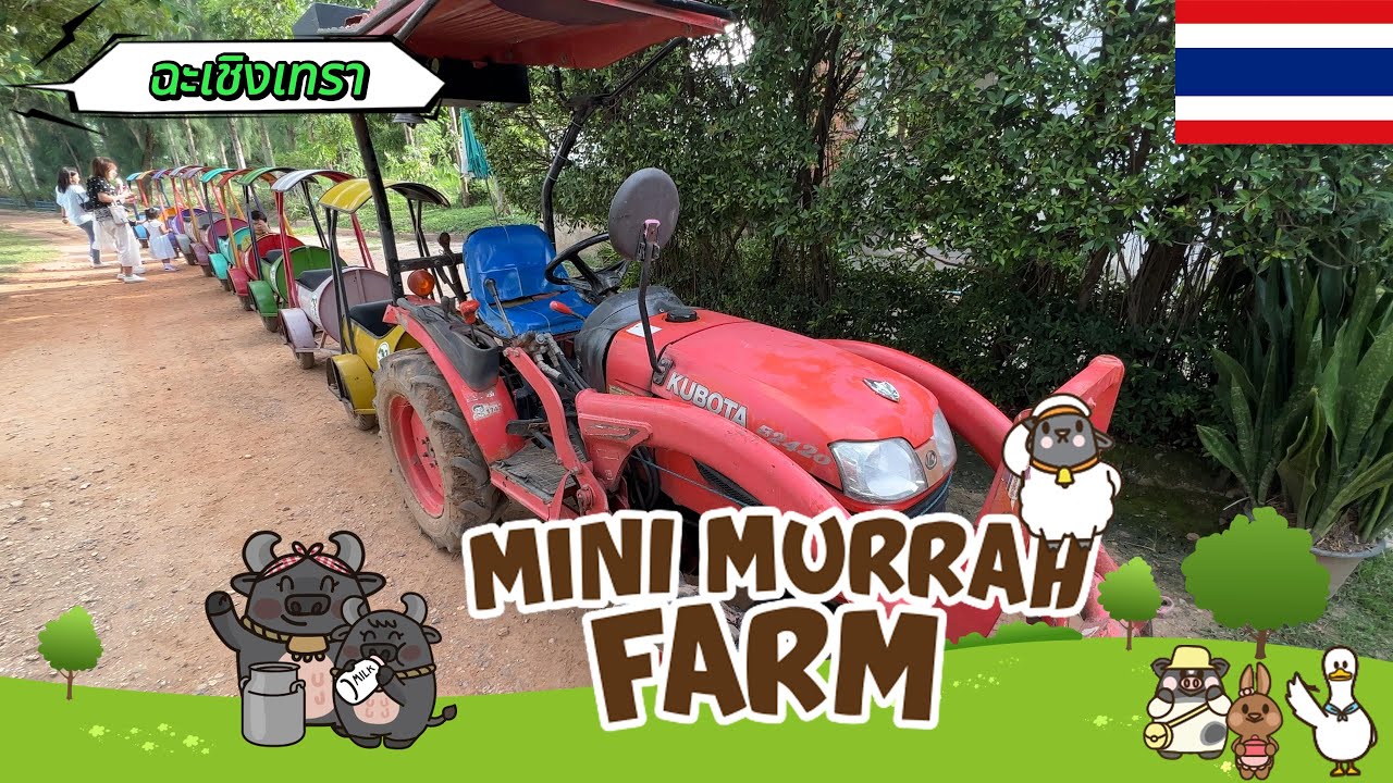 🇹🇭 Mini Murrah Farm Chachoengsao | Sai Tiew Travel