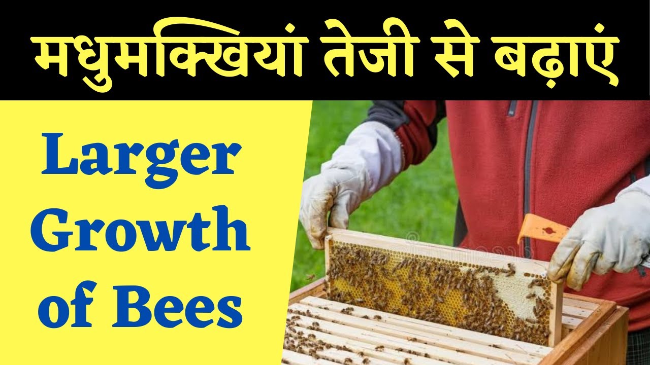 मधुमक्खियां तेजी से बढ़ाएं || Larger Growth of Bees