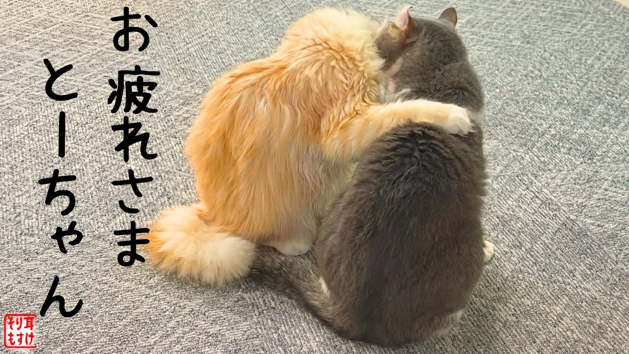 疲れ切った父ちゃんへ…猫たちが見せたまさかの行動とはｗ