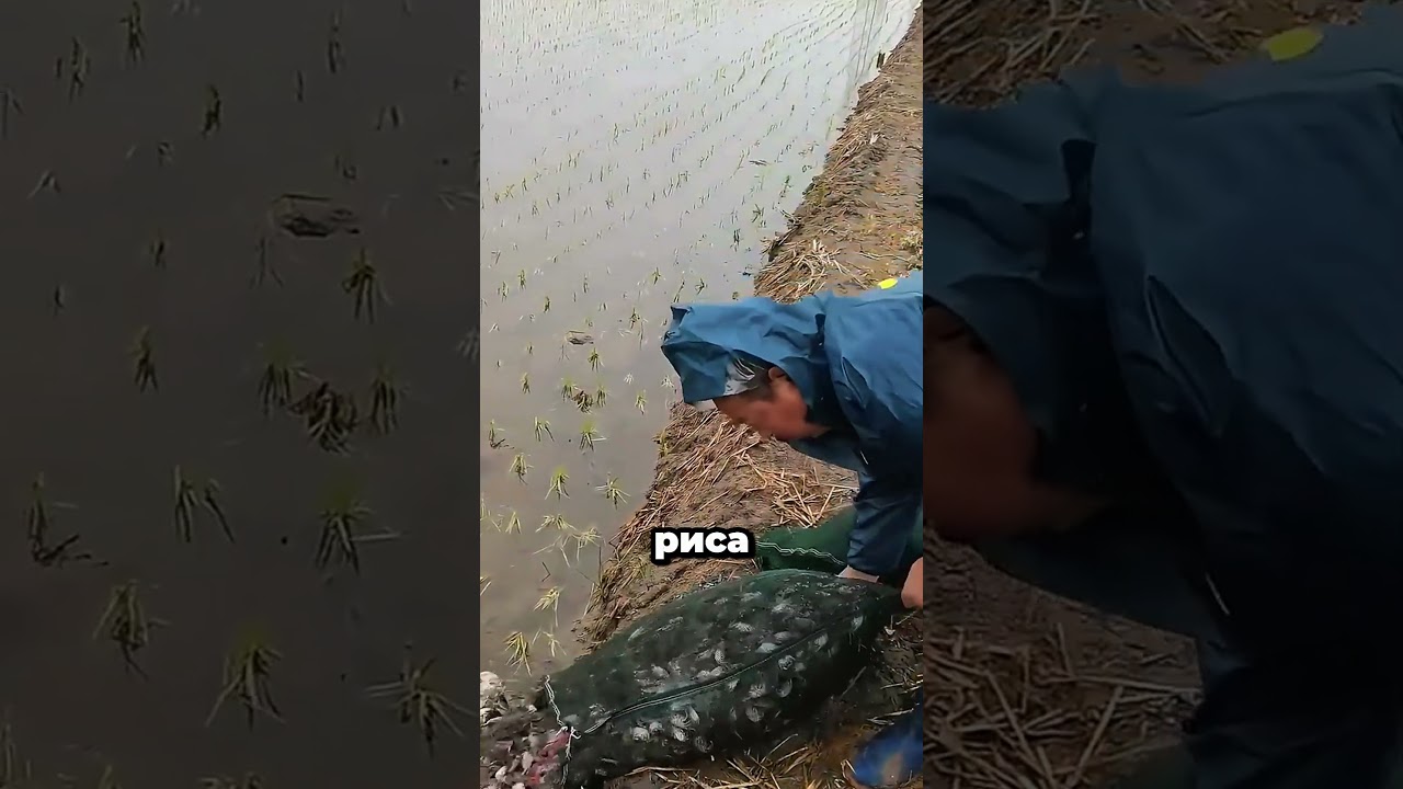 Крабы + рис = двойной урожай! 🦀🌾#факты