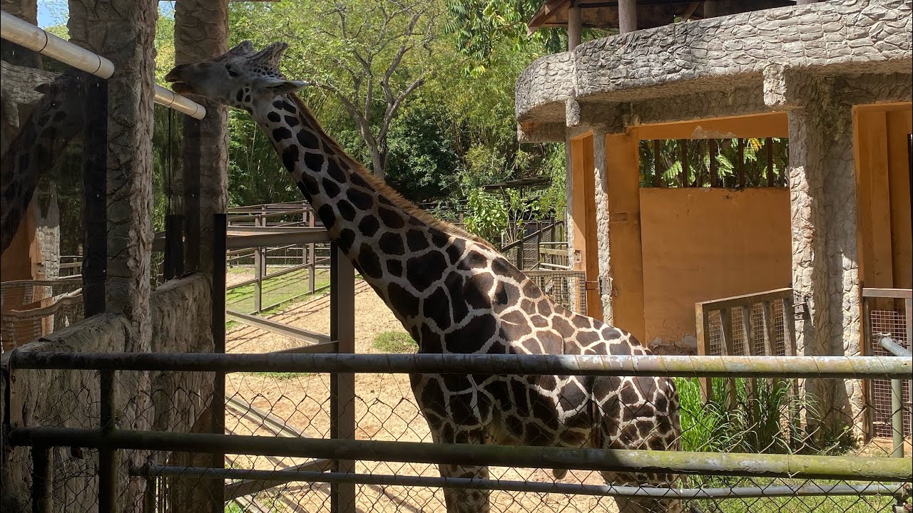 Visiting the Emperor Valley Zoo in Trinidad 🇹🇹 