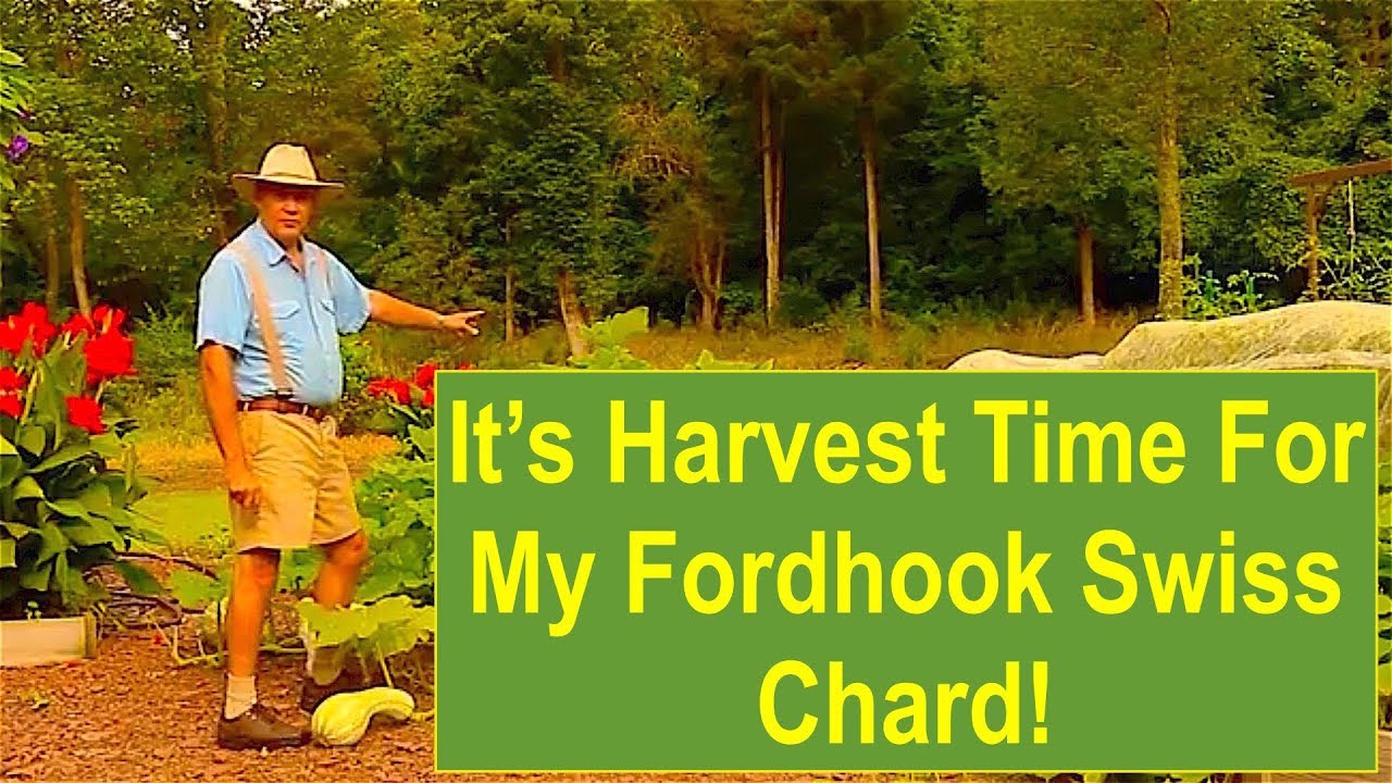 Early-Summer Garden Update: It's Harvest Time for My Fordhook Swiss Chard!
