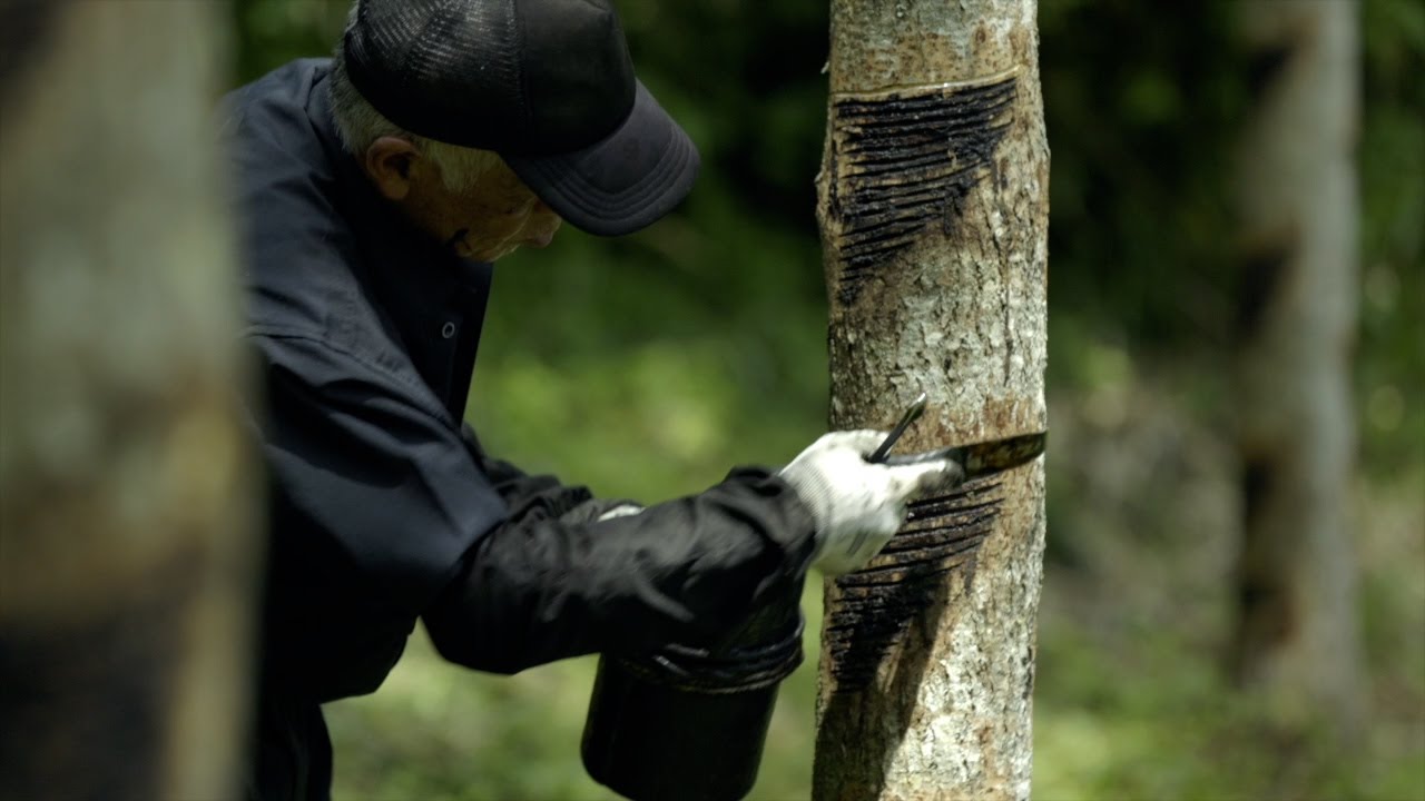 命のしずく「漆」：人間国宝・大西勲と大子の漆掻き| nippon.com