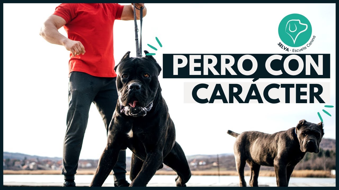 PERRO con Carácter FUERTE 💪 ¿Nos mintieron toda la vida?