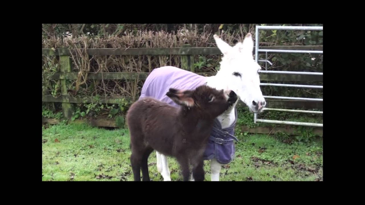 Coco the cheeky toddler