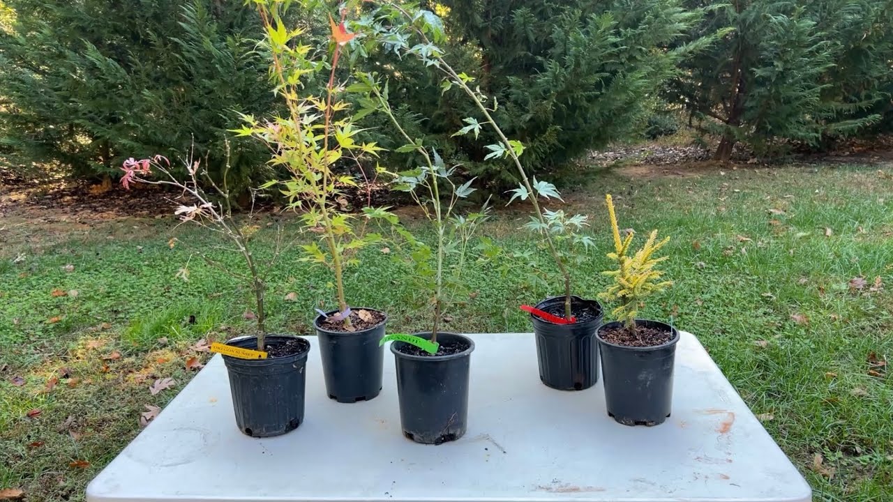 New Japanese Maple Trees and a Conifer from Mr. Maple