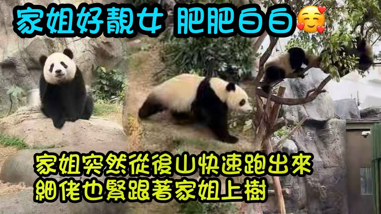 兩姐弟等著出去隔壁玩，家姐出到院子後山不知道看到什麼，突然跑得很快爬上樹，細佬緊跟著也上樹去  #大熊貓樂樂 #大熊貓家姐細佬 #大熊貓盈盈
