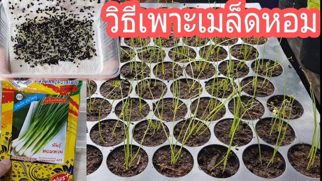 วิธีเพาะเมล็ดหอมแบ่งให้งอกเร็ว
