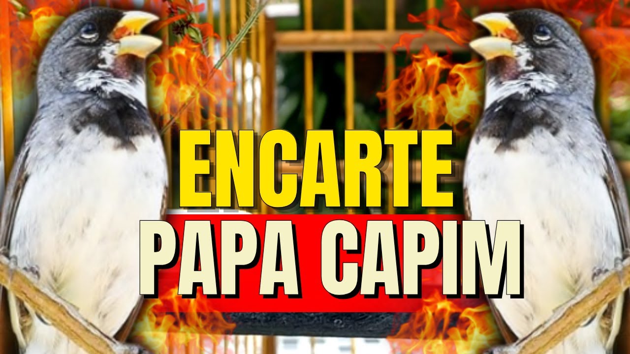 🔴 MELHOR ENCARTE DE PAPA-CAPIM FIBRA 🔴 MELHOR CANTO PAPA-CAPIM FIBRA PARA TURBINAR SEU PAPA-CAPIM 🔴