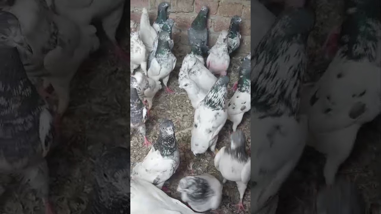 Goly Lal Khar Mukhia Pigeon | Stunning Color & Style | Fancy Kabootar Show