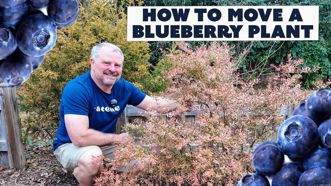 How To Transplant a Blueberry Bush - Move It Without Killing It