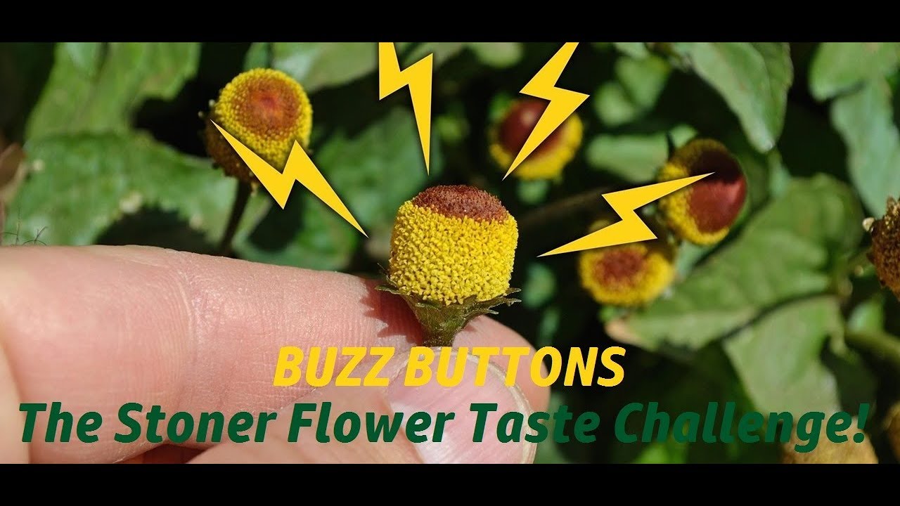 Funny Buzz Buttons Prank 2 - The Stoner Flower Taste Challenge!