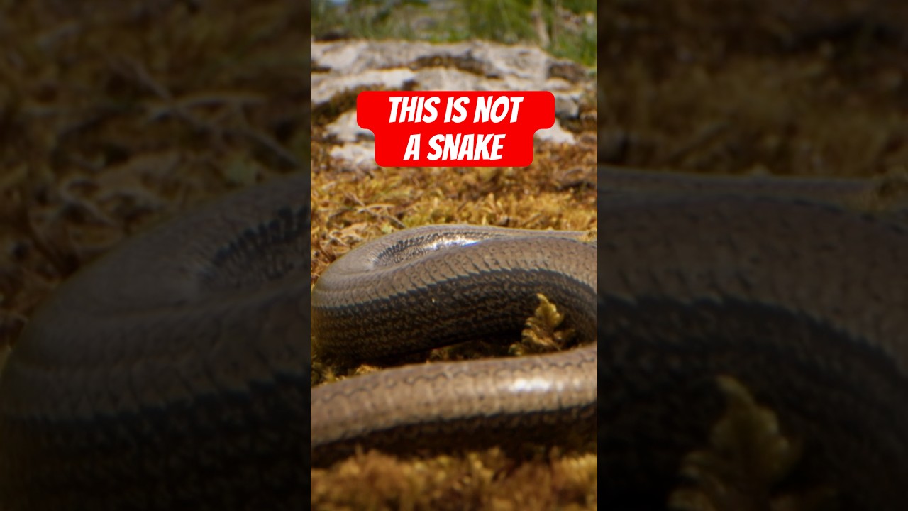 The slow worm is not a worm or a snake&mdash;but a legless lizard. #naturepbs #ireland #slowworm #worm