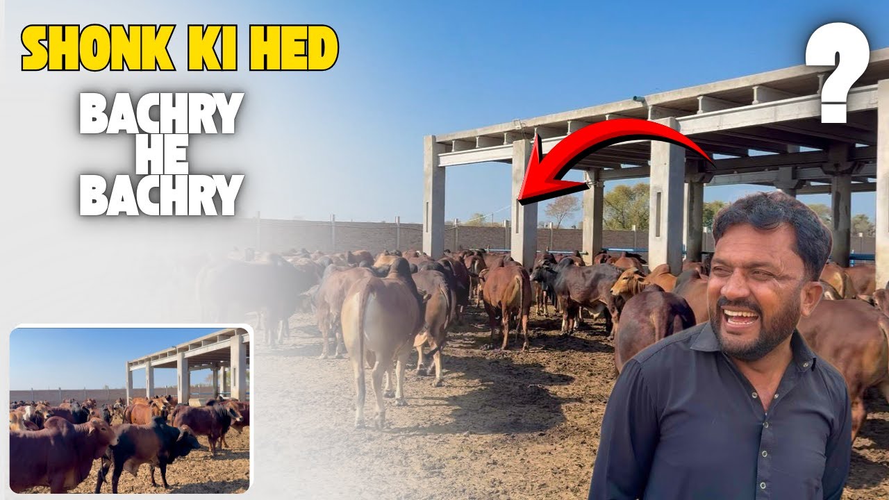 Shonq Ki Had||Bachry He Bachry||King Of Multan Mandi||Mahar Hashim