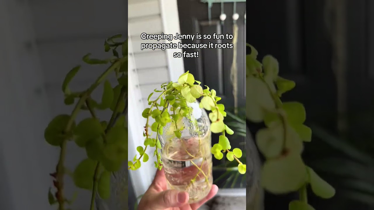 Creeping Jenny is so fun to propagate