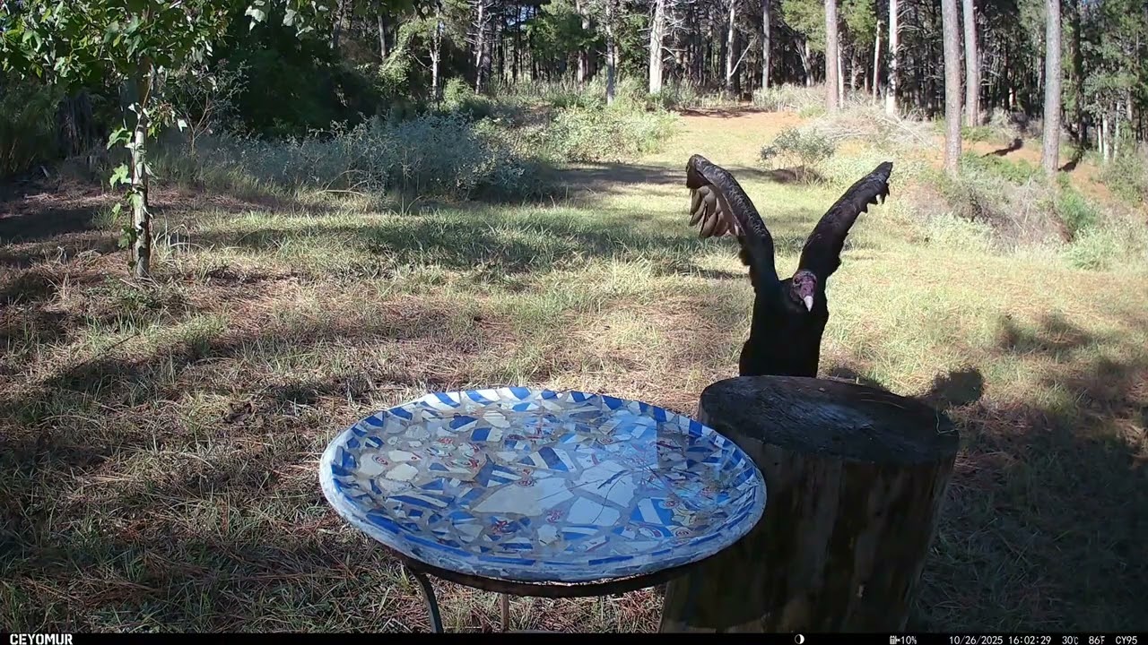 Flamingoes pee on themselves to keep cool but why do vultures poop on themselves. (...not a riddle😊)