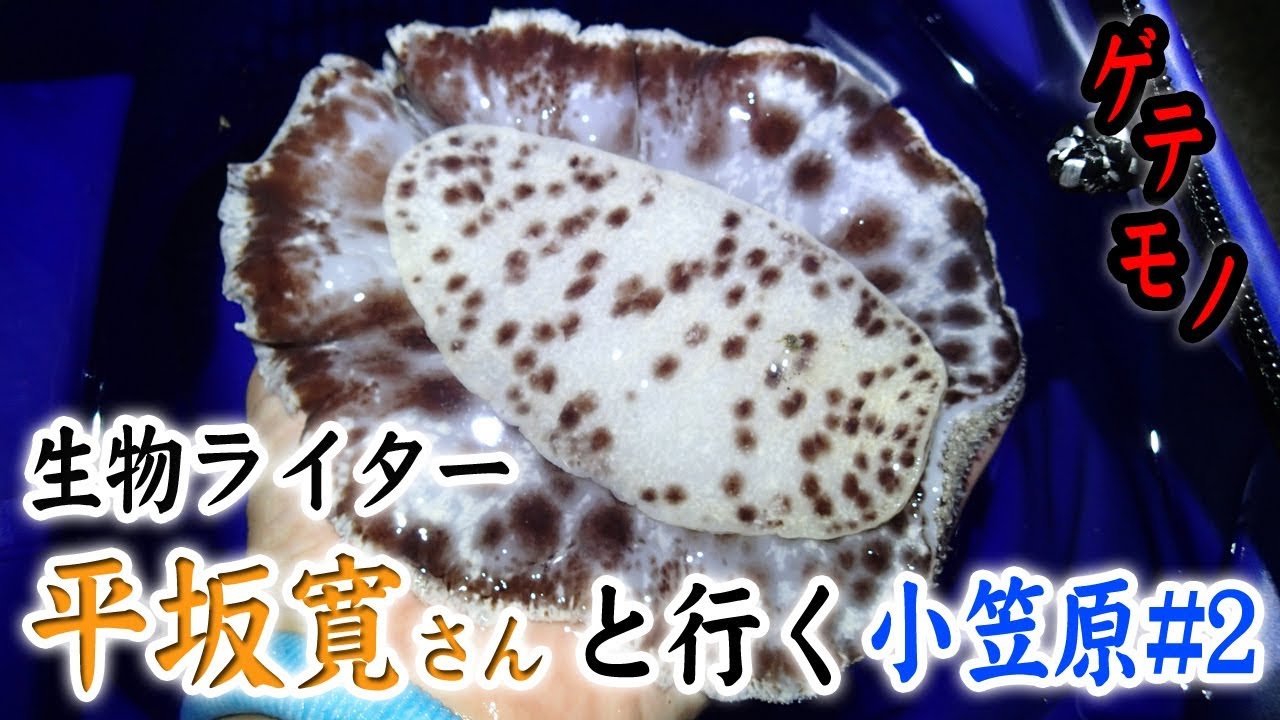 生物ライター・平坂さんと行く小笠原旅#2〜ウミウシを調理！〜