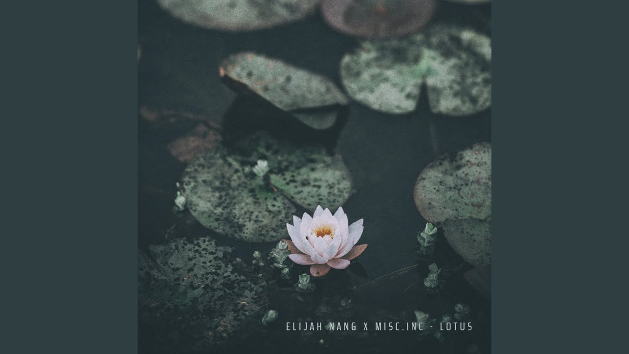 Lotus