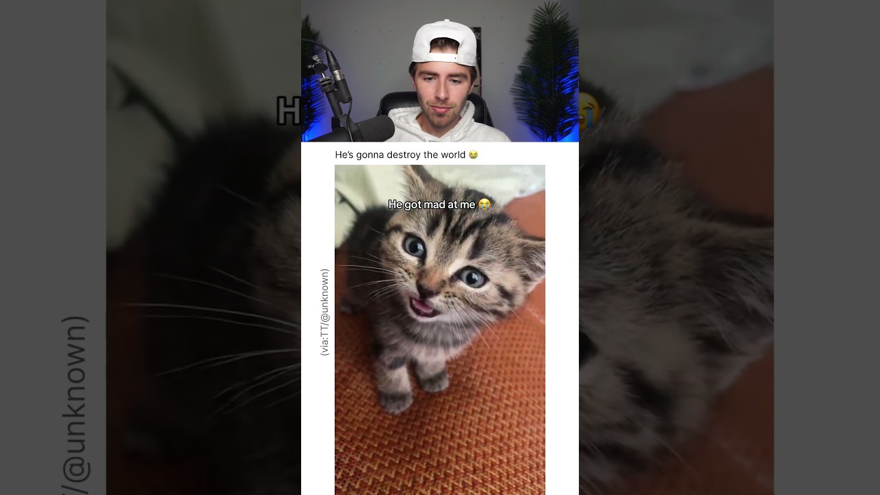 THE ANGRIEST KITTEN EVER.. 😭