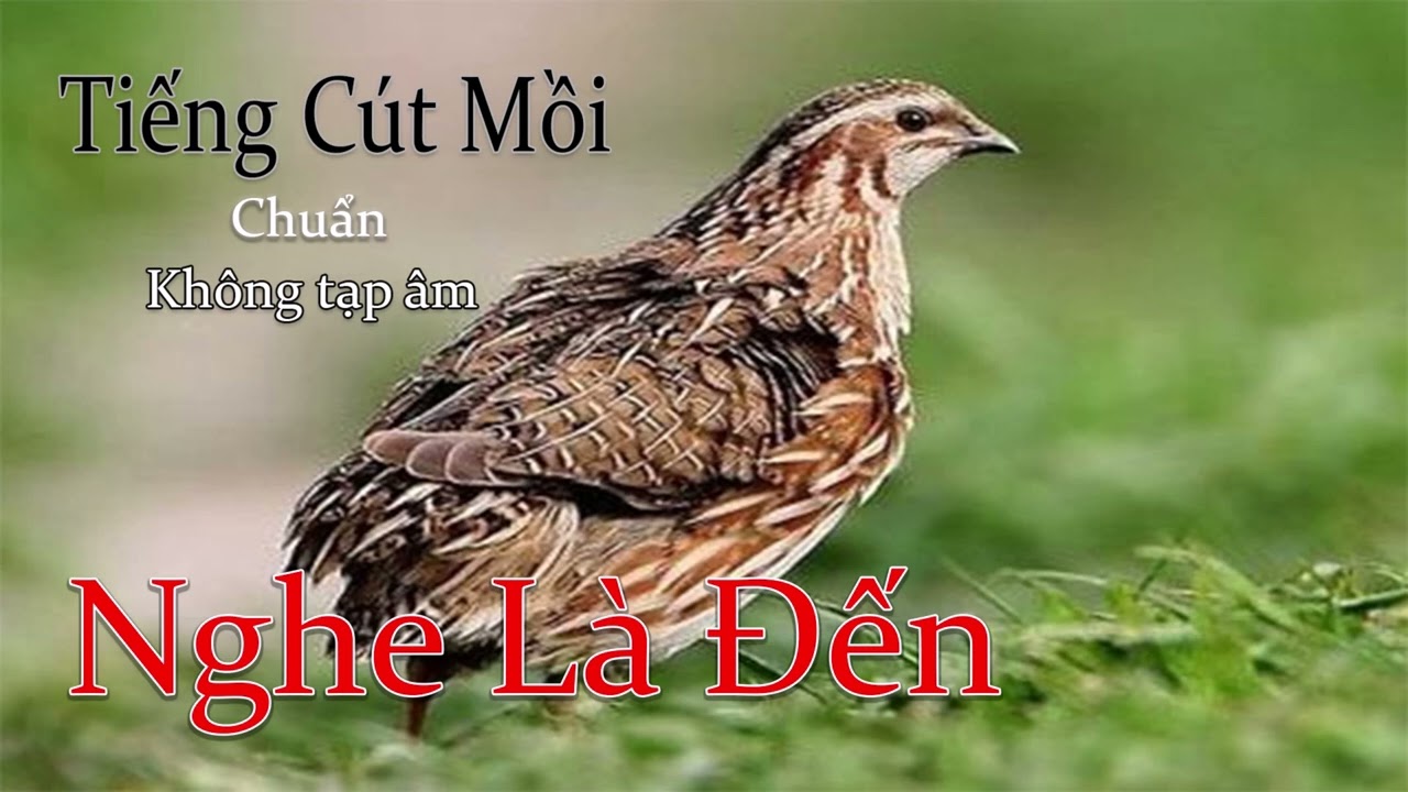 Tiếng Chim C&uacute;t Mồi K&ecirc;u, File Chuẩn Bẫy MP3 Mới Nhất 2025 #tiengchimcut