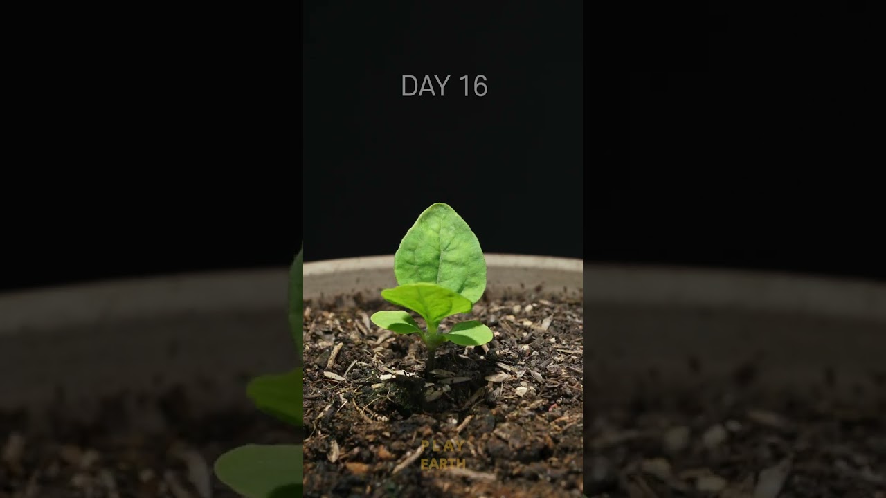 52 Days In 36 Seconds - Melampodium