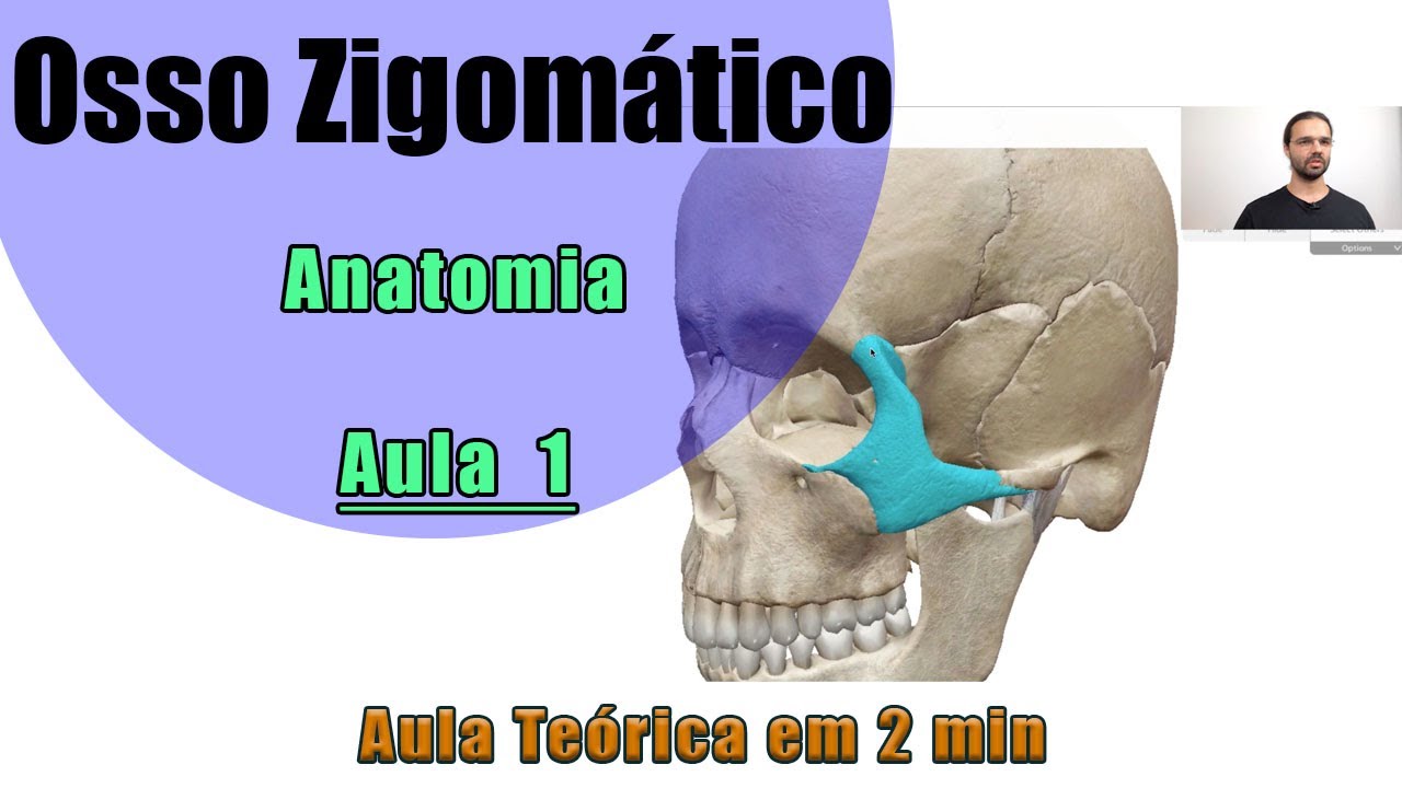 Osso Zigom&aacute;tico - Aula 1 Te&oacute;rica - Anatomia - Anatomia Humana