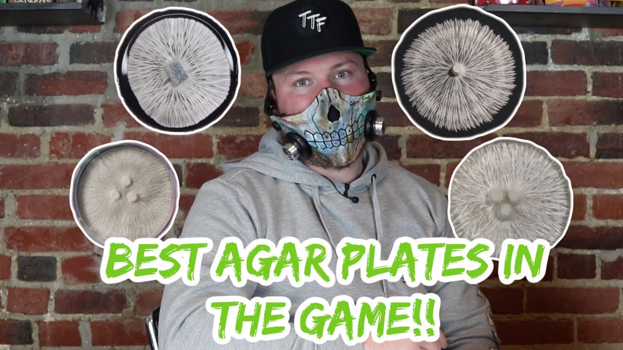 Battle of the agar!|Judging agar plates