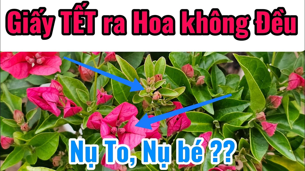Cách Khắc Phục Hoa Giấy TẾT Ra Hoa Không Đều ???