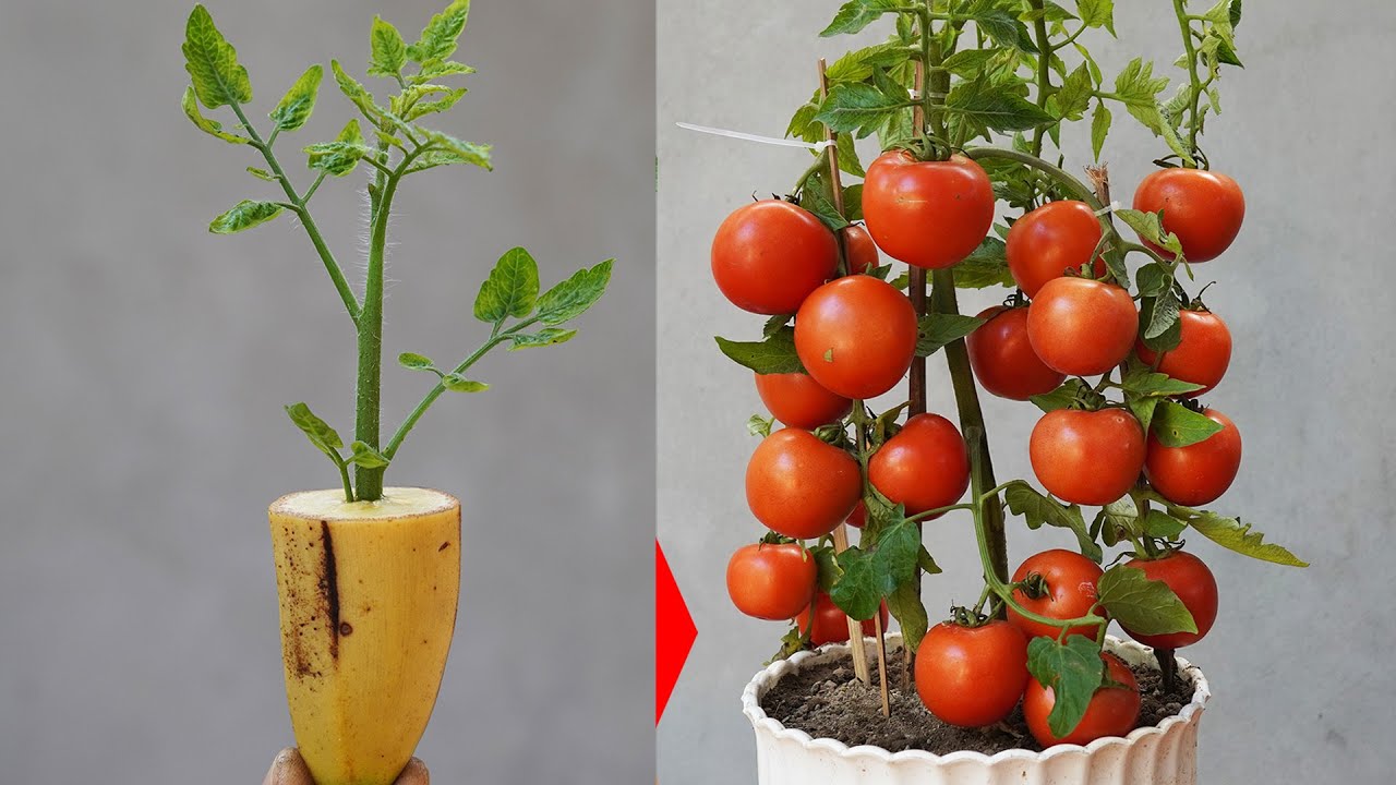 Great Tomato Growing Secrets You Didn't Know
