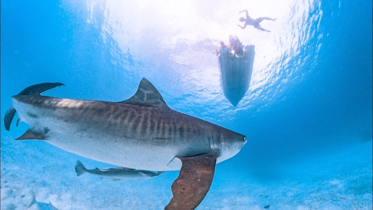 CRAZY TIGER SHARK 3 Days Boat Camping & Spearfishing For Food
