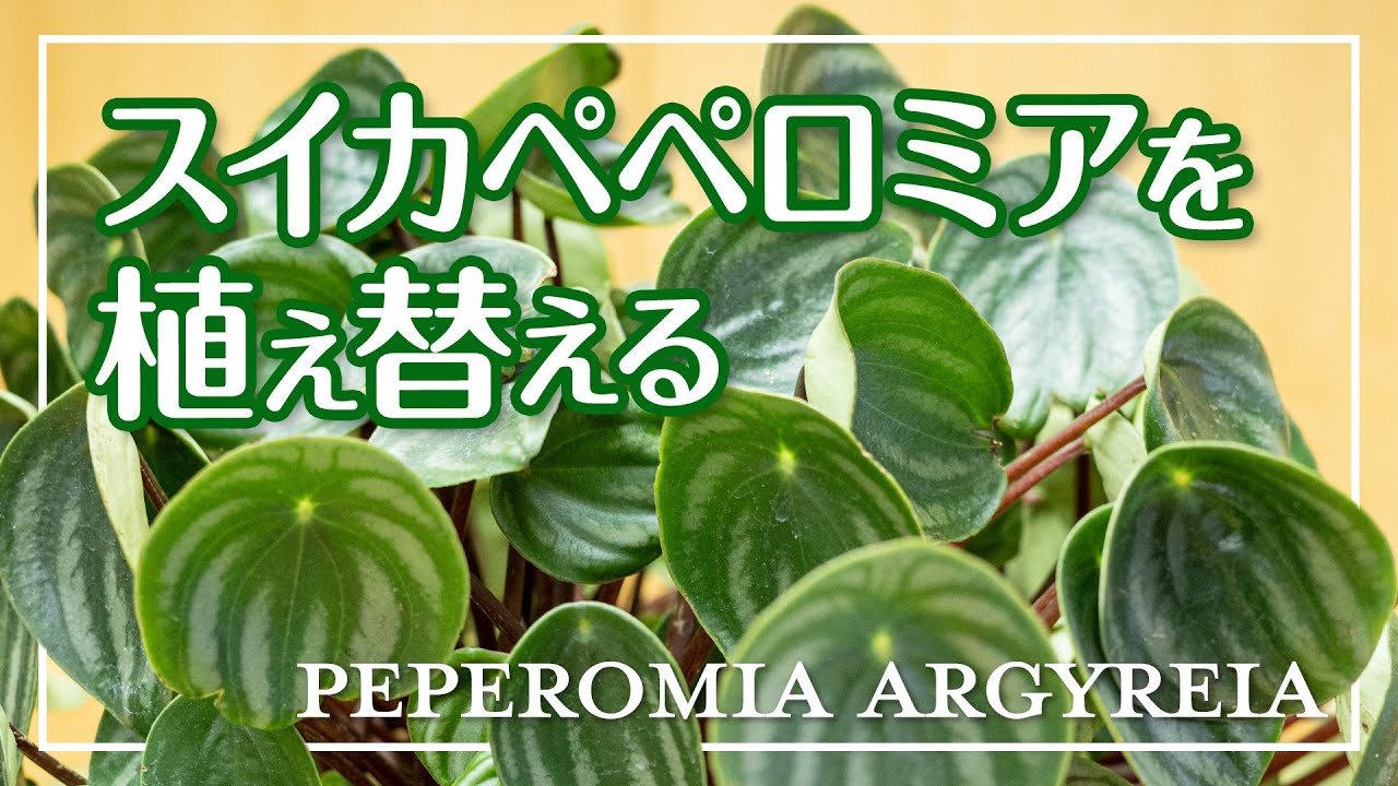 【スイカペペロミアの植え替え】縞模様のかわいい葉は株分けと植え替えで大きくなる？ （ペペロミア・サンデルシー）Peperomia argyreia