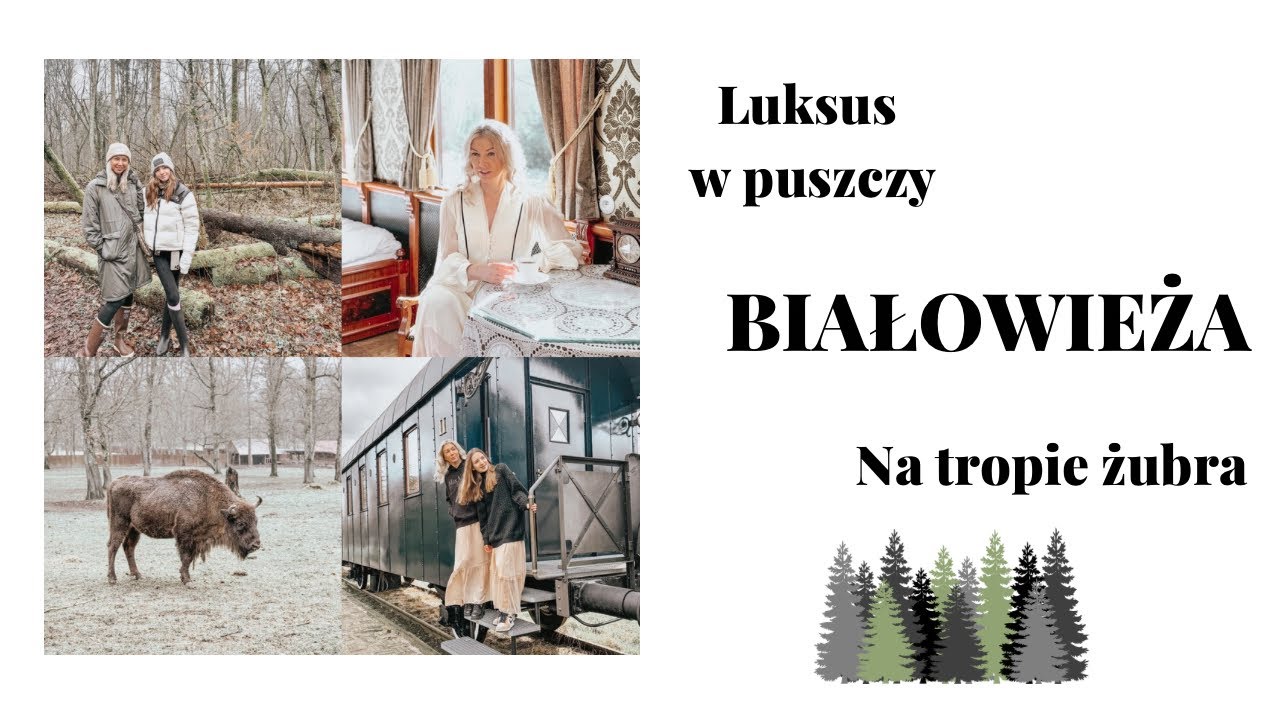 🌟 BIAŁOWIEŻA 🦬🌲 WEEKEND Z BAJKI 🪻CO ZOBACZYC? 🌳 GDZIE SPAĆ 🚂 KUCHNIA REGIONALNA 🥟🥮