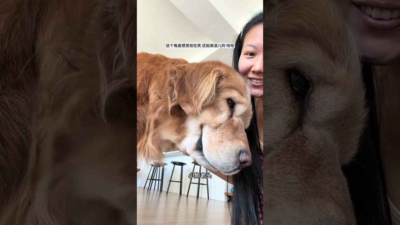 The daily life of a couple a dog and a family of three#vlog My Day#There is a golden retri