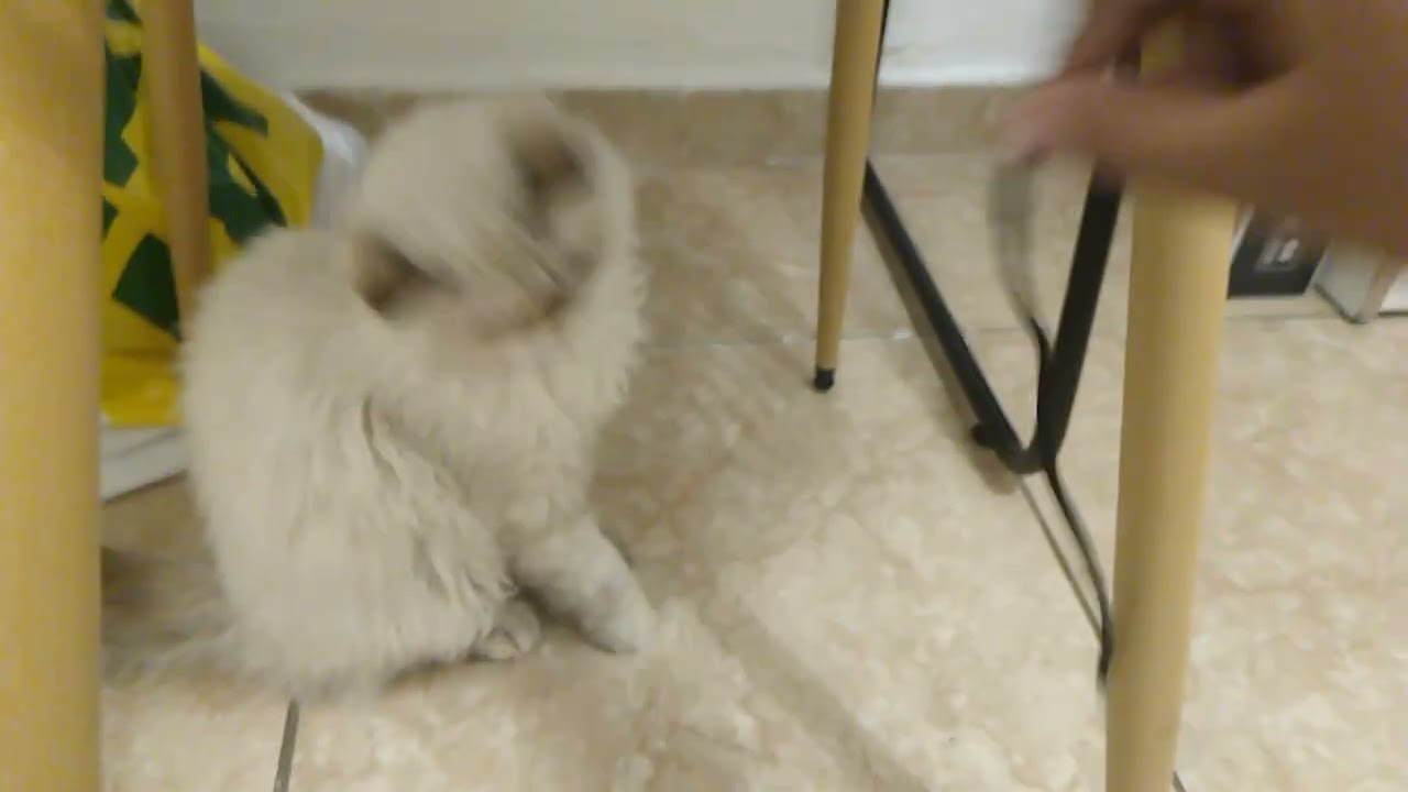 Gato juega y se da cuenta de que lo graban 