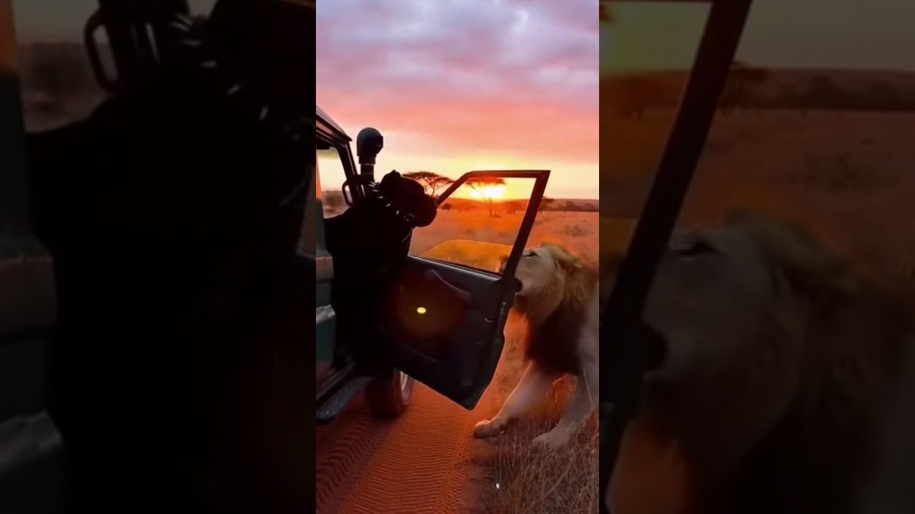 Crazy Animal Encounters You Won't Believe