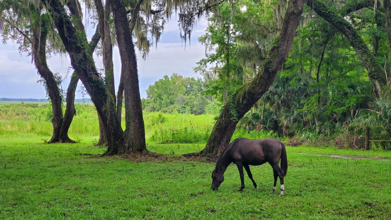 Hiking In Paynes Prairie State Park