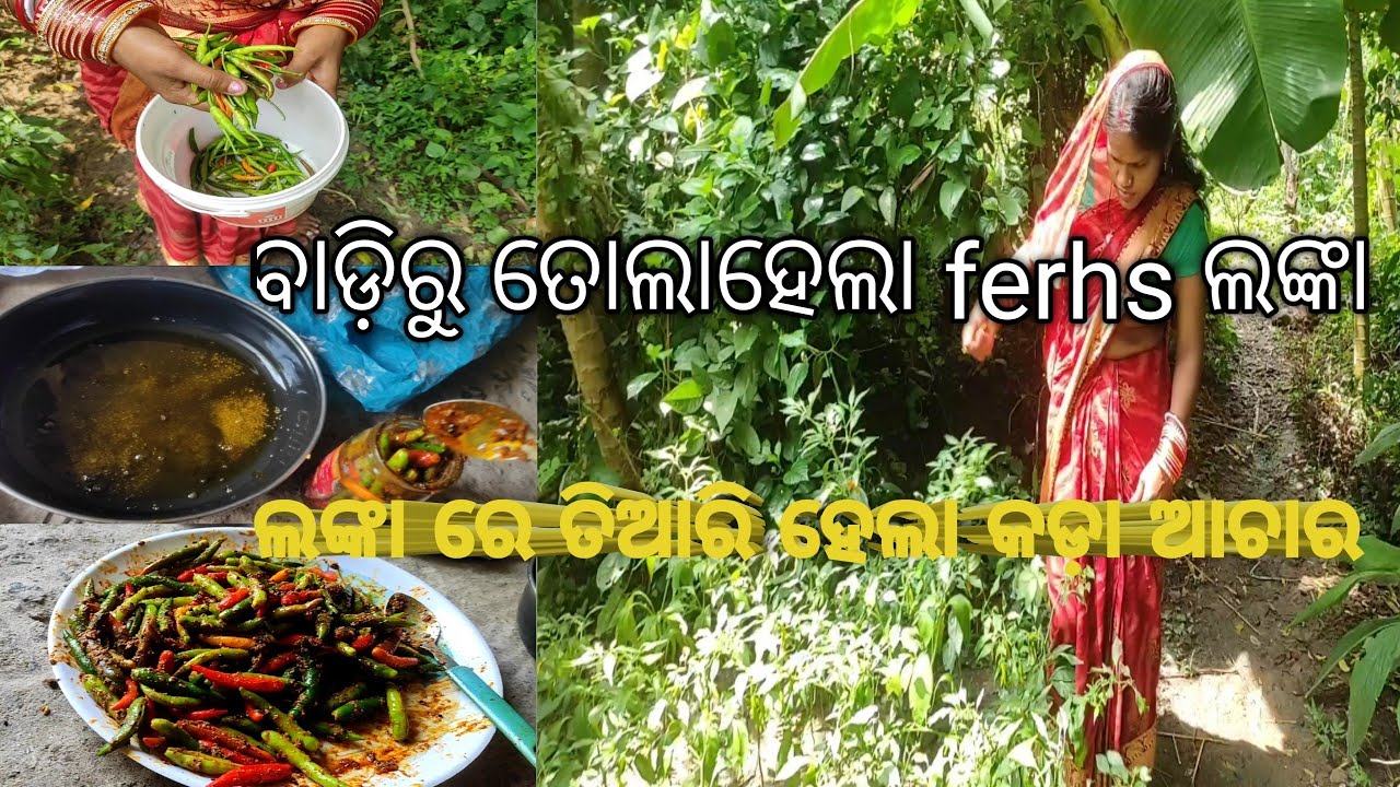 ଲଙ୍କା ରେ ତିଆରି ହେଲା କଡ଼ା ଆଚାର ||ବାଡ଼ିରୁ ତୋଲାହେଲା ferhs ଲଙ୍କା 