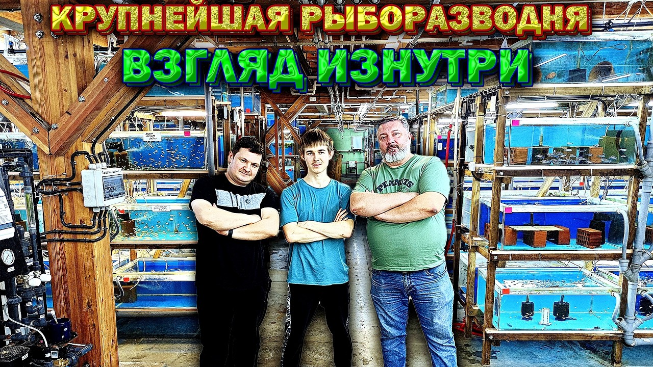 Крупнейшая рыборазводня аквариумных рыбок: ВЗГЛЯД ИЗНУТРИ!