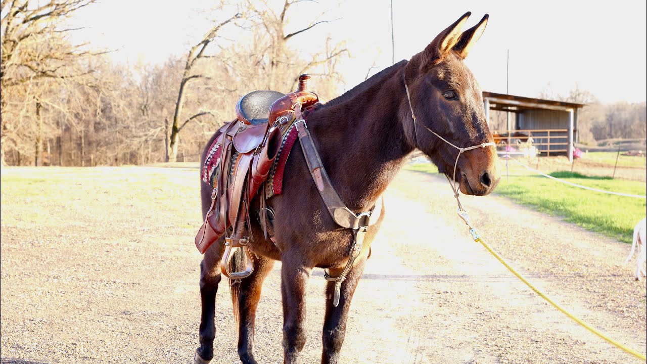 Denver, Hip # 716 will be offered at Boone County Sale, March 13, 2026