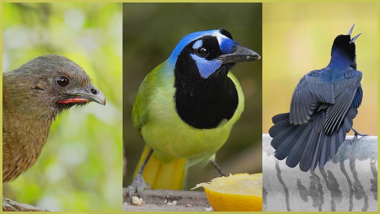 Texas Bird Safari: 50 Beautiful Birds of the Southern USA | 4K Video
