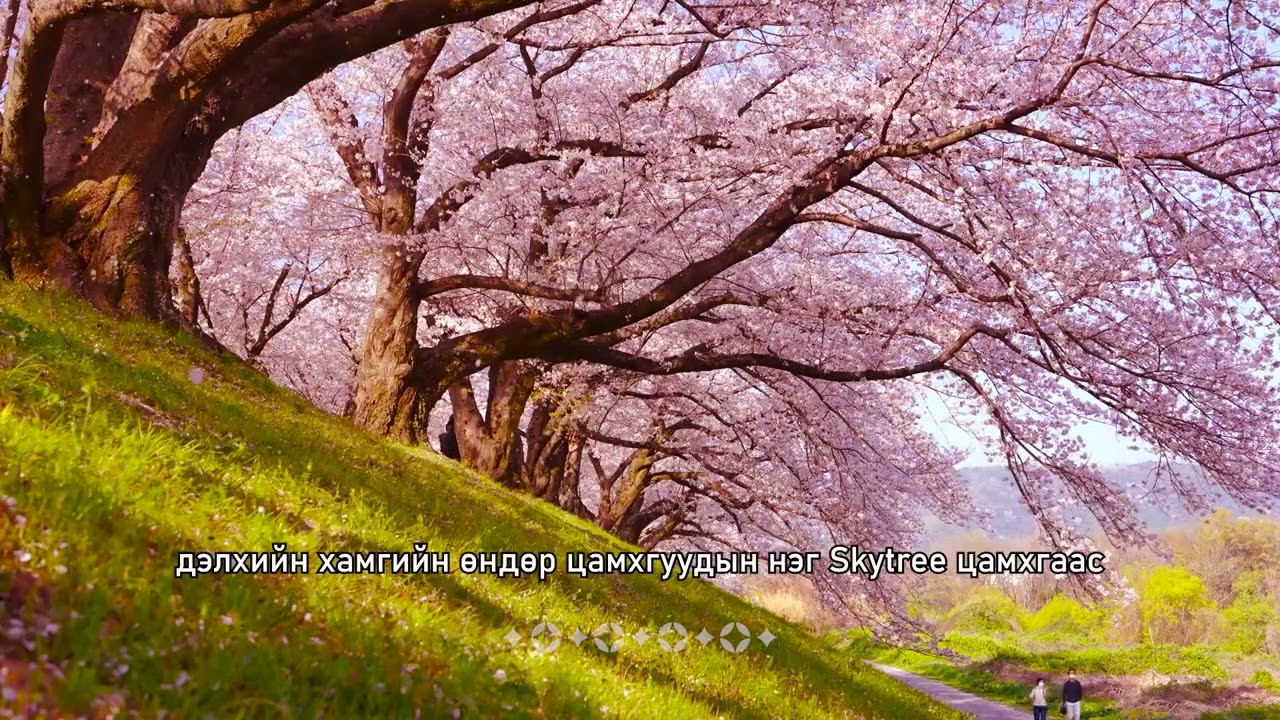 САКУРА АЯЛАЛ