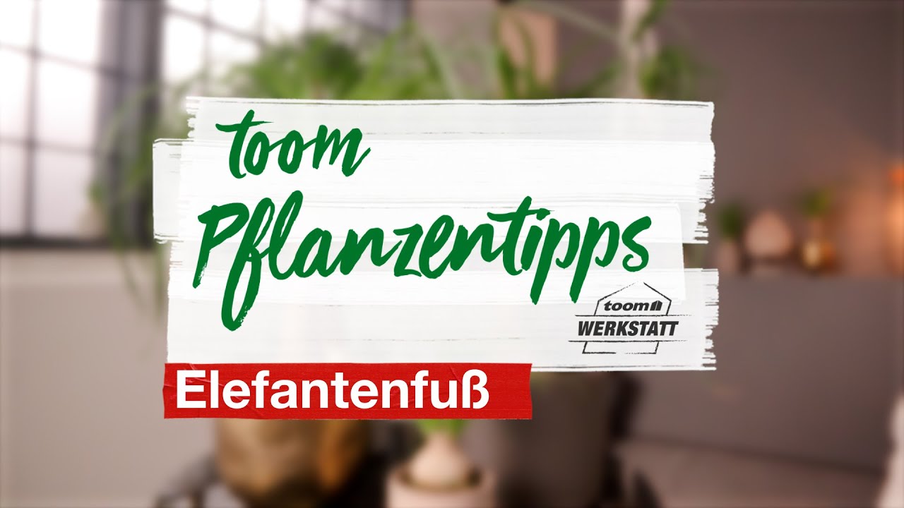 toom Pflanzentipps: Elefantenfuß | toom Baumarkt