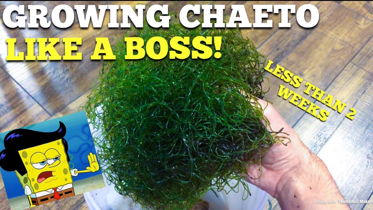 Chaeto Steroids