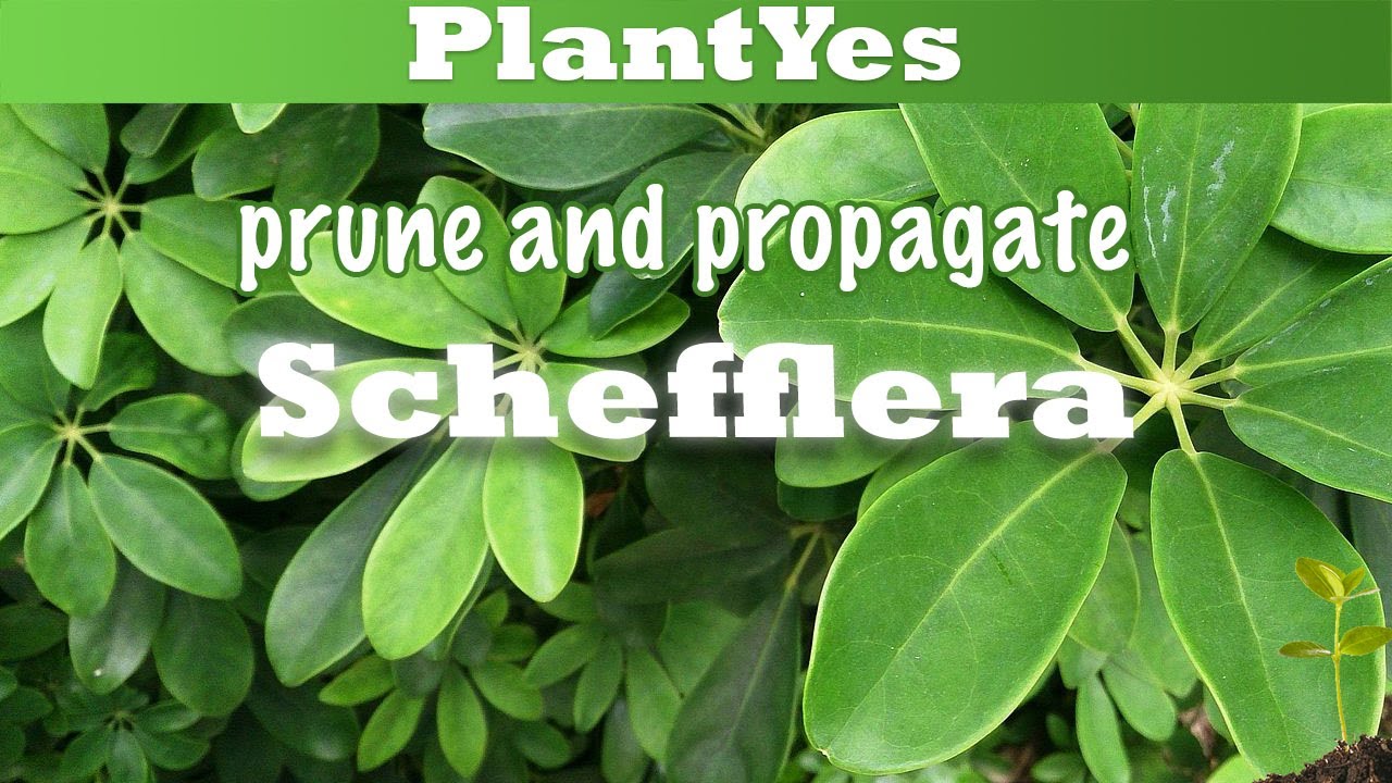 🌿 How to prune and propagate Schefflera arboricola 🌿 and showing endresult!